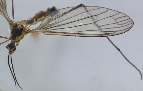 Cylindrotoma distinctissima